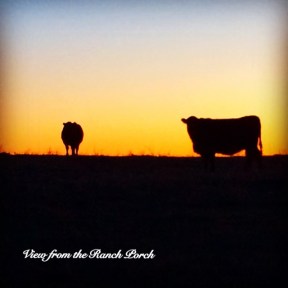 cows sunset